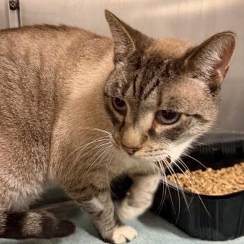 Simone -  Domestic Short Hair and Siamese Cat for Adoption in Waldorf, Maryland - Simone | PetCurious