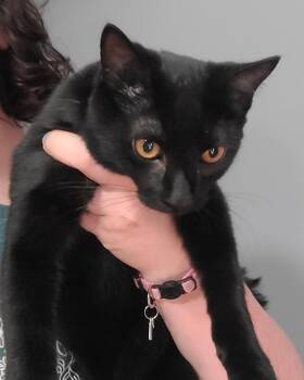 Rescue Domestic Short Hair Cats for Adoption in Portland, Indiana - Spyro | PetCurious