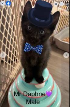 Mister D -  Domestic Short Hair Cat Available for Adoption in Cumberland, Maine - Mister D | PetCurious