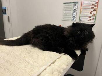 Geralt of Rivia -  Domestic Long Hair Cat for Adoption in Kansas City, Missouri - Geralt Of Rivia | PetCurious
