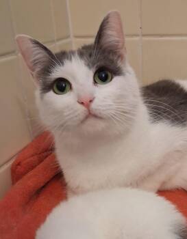 Dove -  Domestic Short Hair Cat Available for Adoption in Greenville, North Carolina - Dove | PetCurious