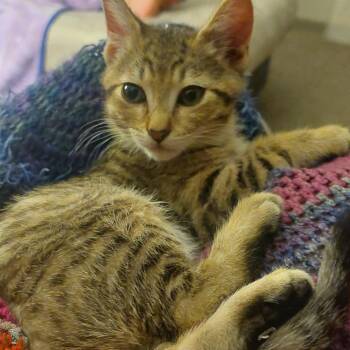 Brawny -  Domestic Short Hair Cat for Adoption in Belfair, Washington - Brawny | PetCurious