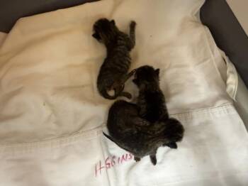 A1927898 -  Domestic Short Hair Cat for Adoption in Thousand Palms, California - A1927898 | PetCurious
