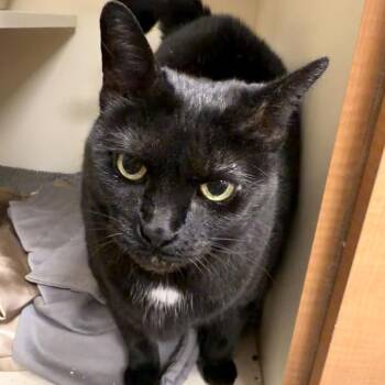 Sadie (bonded with Raphael) -  Domestic Short Hair Cat for Adoption - Sadie (bonded With Raphael) | PetCurious