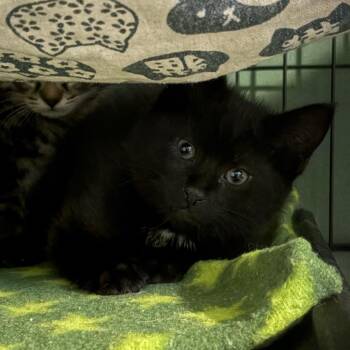 Domestic Short Hair Cats Available for Adoption - Ian | PetCurious