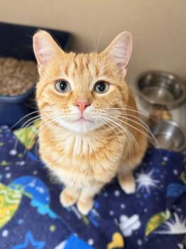 Rescue Domestic Short Hair Cats for Adoption in Hackensack, Minnesota - Milbert | PetCurious