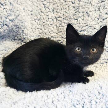Jayden -  American Shorthair Cat for Adoption in Mt. Juliet, Tennessee - Jayden | PetCurious