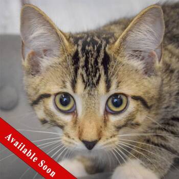 Gooseberry -  Tabby and Domestic Short Hair Cat for Adoption in Huntley, Illinois - Gooseberry | PetCurious