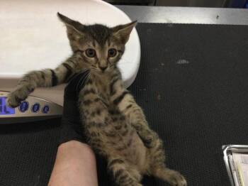A1908021 -  Domestic Short Hair Cat for Adoption in Thousand Palms, California - A1908021 | PetCurious