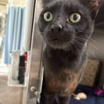 Butterfly -  Domestic Short Hair Cat for Adoption in Goleta, California - Butterfly | PetCurious