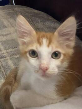 Peanut -  Domestic Short Hair and Siamese Cat for Adoption in Sacramento, California - Peanut | PetCurious