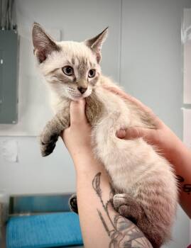 Rain -  Siamese and Domestic Short Hair Cat for Adoption in Kalamazoo, Michigan - Rain | PetCurious