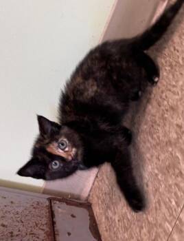 Peewee -  Tortoiseshell Cat for Adoption in Warren, Pennsylvania - Peewee | PetCurious