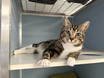 Striker -  Domestic Short Hair Cat for Adoption in Milltown, New Jersey - Striker | PetCurious