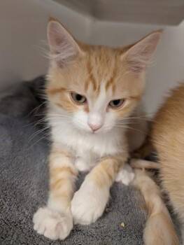 Mark -  Domestic Short Hair Cat for Adoption in Roseville, California - Mark | PetCurious