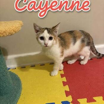 Cayenne -  Calico Cat for Adoption in Westland, Michigan - Cayenne | PetCurious