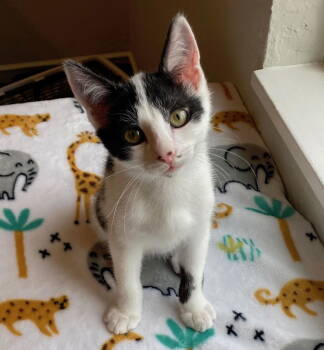 Rescue Domestic Short Hair Cats for Adoption in Oakland, California - Sid (bonded W/ Johnny) | PetCurious