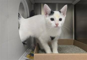 NURSE SHARK -  Domestic Short Hair Cat for Adoption in St. Louis, Missouri - NURSE SHARK | PetCurious