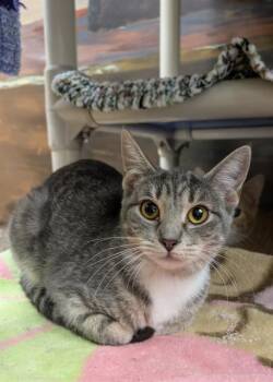 SILVEE -  Domestic Short Hair Cat for Adoption in Frisco, Colorado - SILVEE | PetCurious