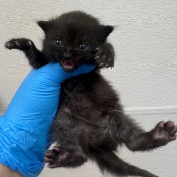 Ribs -  Domestic Medium Hair Cat for Adoption in Columbiana, Alabama - Ribs | PetCurious