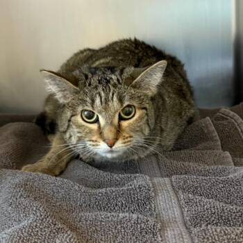Junebug -  Domestic Short Hair Cat for Adoption in Council Bluffs, Iowa - Junebug | PetCurious