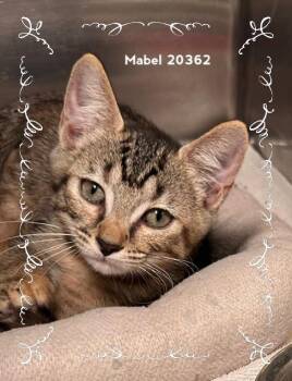 MABEL (see also SABLE & LABELLE) -  Domestic Short Hair Cat for Adoption in Marietta, Georgia - MABEL (see Also SABLE & LABELLE) | PetCurious