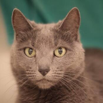 Sheba Diva -  Domestic Short Hair Cat Available for Adoption in Philadelphia, Pennsylvania - Sheba Diva | PetCurious