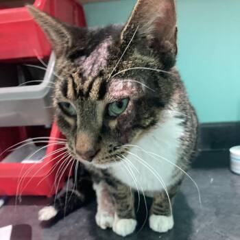 Domestic Short Hair Cats Available for Adoption - Cleo | PetCurious