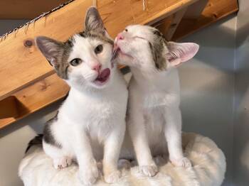Boba and Mochi -  Domestic Short Hair Cat for Adoption in Seattle, Washington - Boba And Mochi | PetCurious