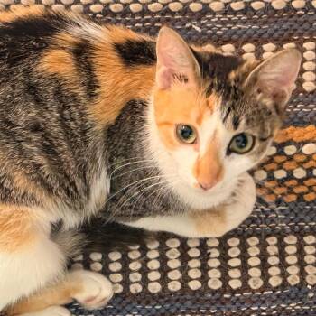 Pistachia -  Domestic Short Hair Cat Available for Adoption in Quail Heights, Florida - Pistachia | PetCurious