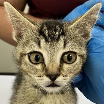 Boba -  Domestic Short Hair Cat for Adoption in Las Cruces, New Mexico - Boba | PetCurious