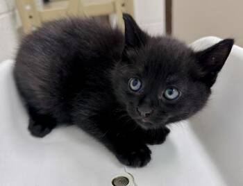 VORTEX -  Domestic Medium Hair Cat for Adoption in Derwood, Maryland - VORTEX | PetCurious