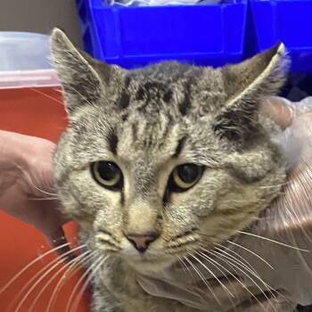 Domestic Short Hair Cats Available for Adoption - Picasso - 020308U | PetCurious