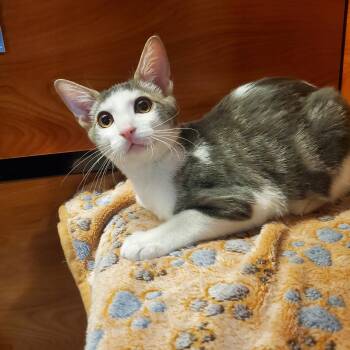 Rescue Domestic Short Hair Cats for Adoption in Wantagh, New York - Titan | PetCurious