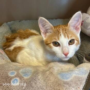 Domestic Short Hair Cats Available for Adoption in Cheyenne, Wyoming - Puff | PetCurious