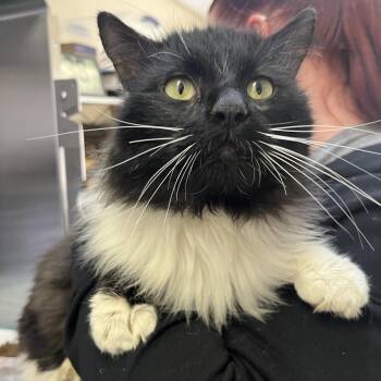 Donkey Kong -  Domestic Medium Hair Cat for Adoption in Salt Lake City, Utah - Donkey Kong | PetCurious