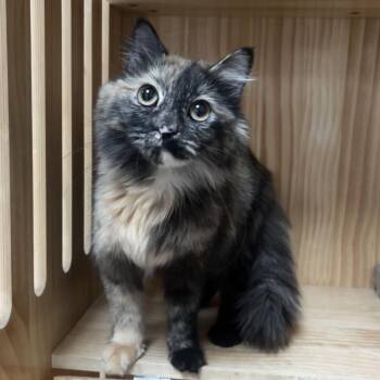 Domestic Medium Hair Cats Available for Adoption in Yucca Valley, California - Sandy | PetCurious