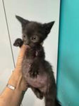 Mazen -  Domestic Short Hair Cat for Adoption in Chico, California - Mazen | PetCurious