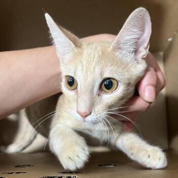 Skip -  Domestic Short Hair Cat for Adoption in Tampa, Florida - Skip | PetCurious