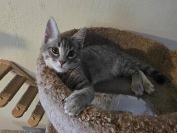 Jasper Southern -  Domestic Short Hair Cat for Adoption in Chandler, Arizona - Jasper Southern | PetCurious