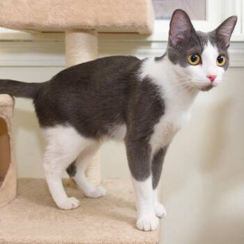 Laura -  Domestic Short Hair Cat for Adoption in Natick, Massachusetts - Laura | PetCurious