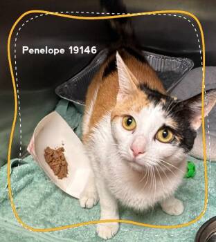 Domestic Short Hair Cats Available for Adoption in Marietta, Georgia - PENELOPE | PetCurious