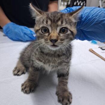 Malayan -  Domestic Short Hair Cat for Adoption in Summerville, South Carolina - Malayan | PetCurious