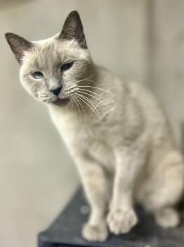 Rescue Siamese Cats for Adoption in Philadelphia, Pennsylvania - Sasha | PetCurious