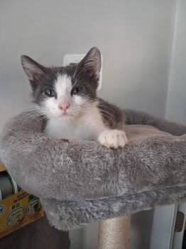 Vidi -  Domestic Short Hair Cat for Adoption in Raleigh, North Carolina - Vidi | PetCurious