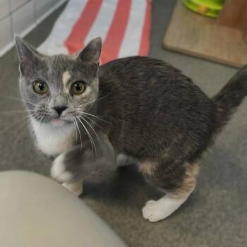 Seraphina -  Domestic Short Hair Cat for Adoption in Roanoke, Virginia - Seraphina | PetCurious