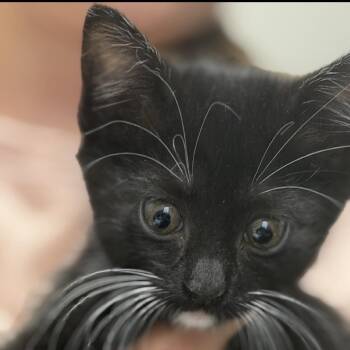 Stella -  Domestic Short Hair Cat for Adoption in Midland, Texas - Stella | PetCurious