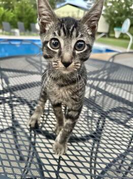 Bibbels -  American Shorthair Cat for Adoption in Fort Payne, Alabama - Bibbels | PetCurious