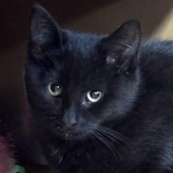 Domestic Short Hair Cats Available for Adoption in Seneca, South Carolina - Ellie $75 | PetCurious