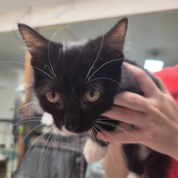 Rueger -  Domestic Short Hair Cat for Adoption in Leander, Texas - Rueger | PetCurious